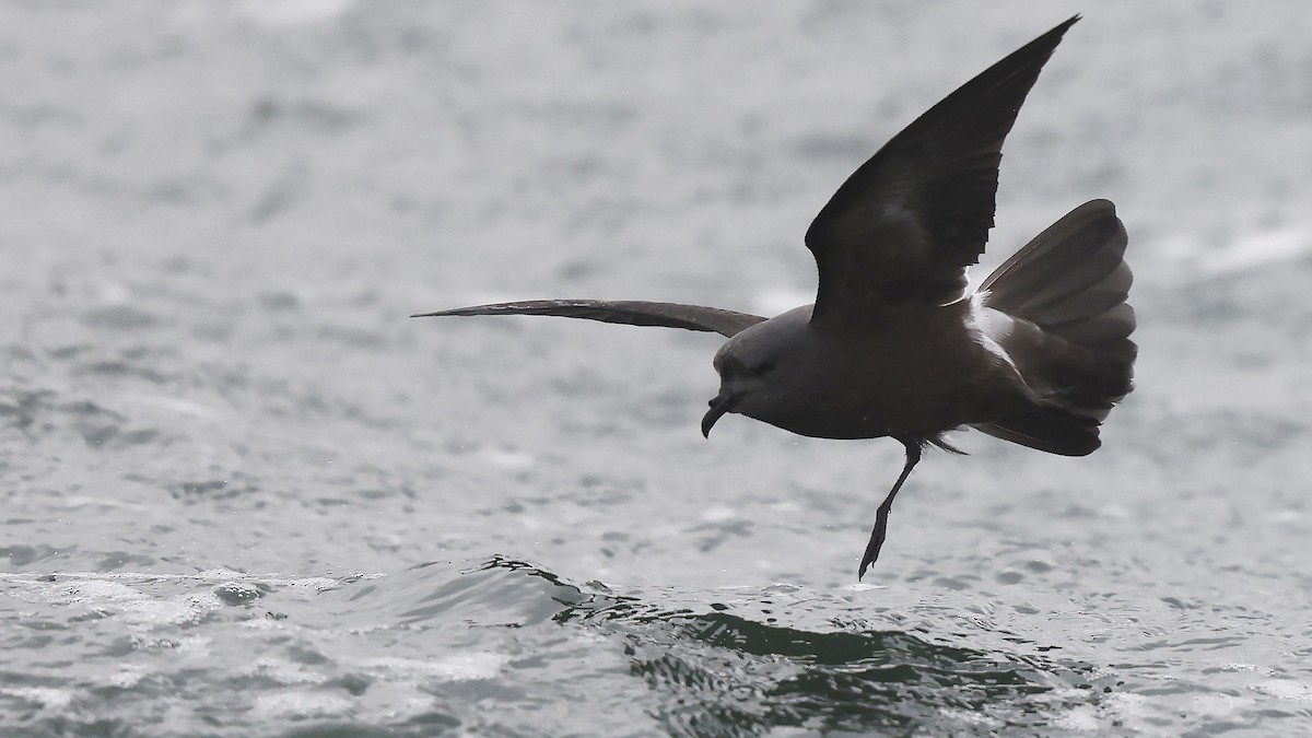 Leach's Storm-Petrel - ML624435299