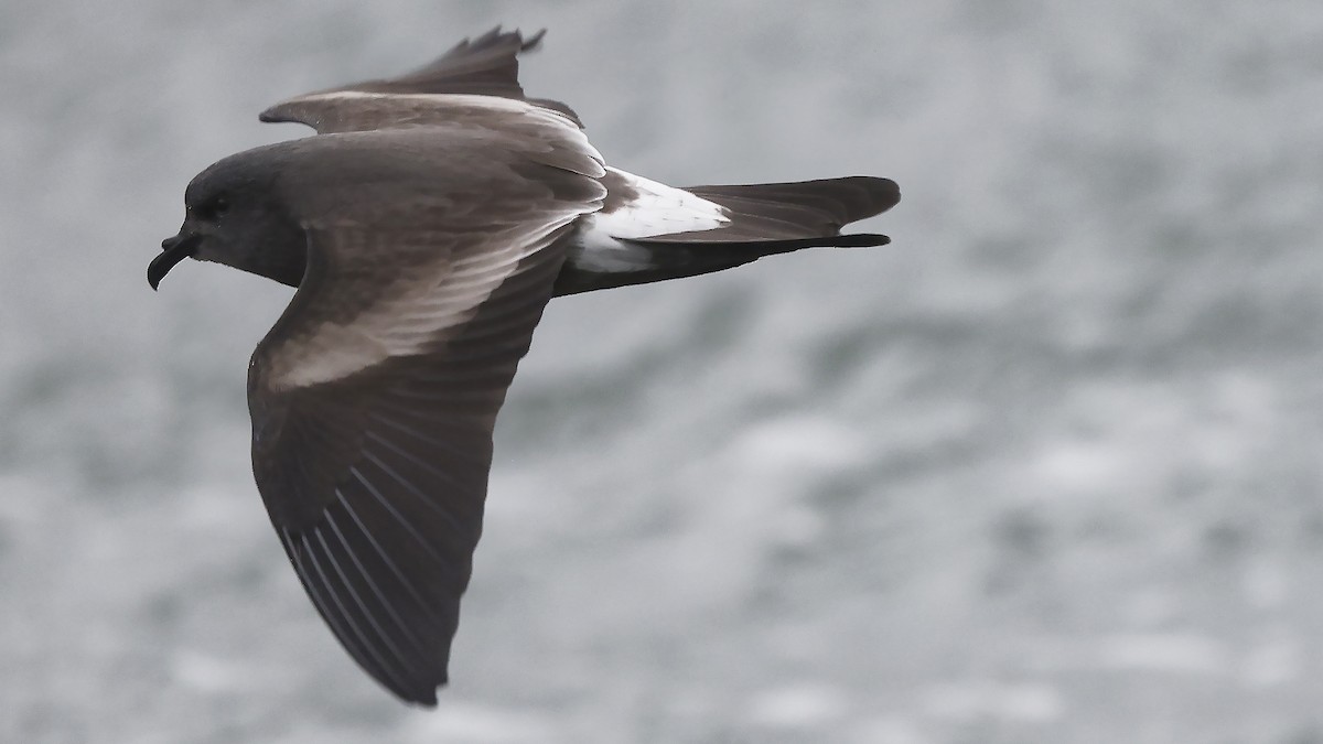 Leach's Storm-Petrel - ML624435300