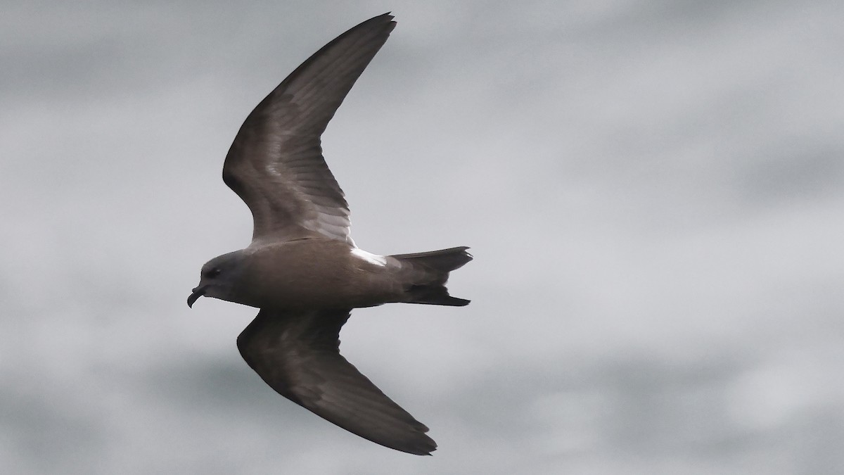 Leach's Storm-Petrel - ML624435301