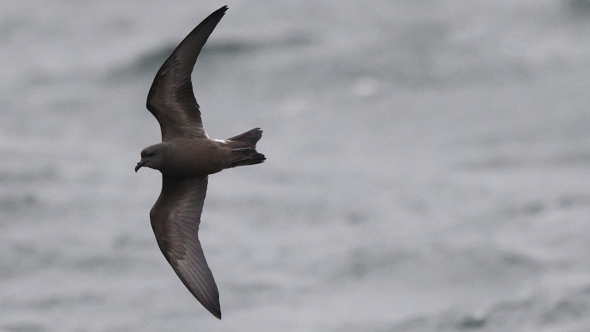 Leach's Storm-Petrel - Ian L Jones