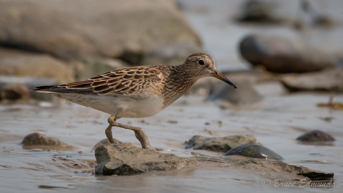 Pectoral Sandpiper - ML624435353