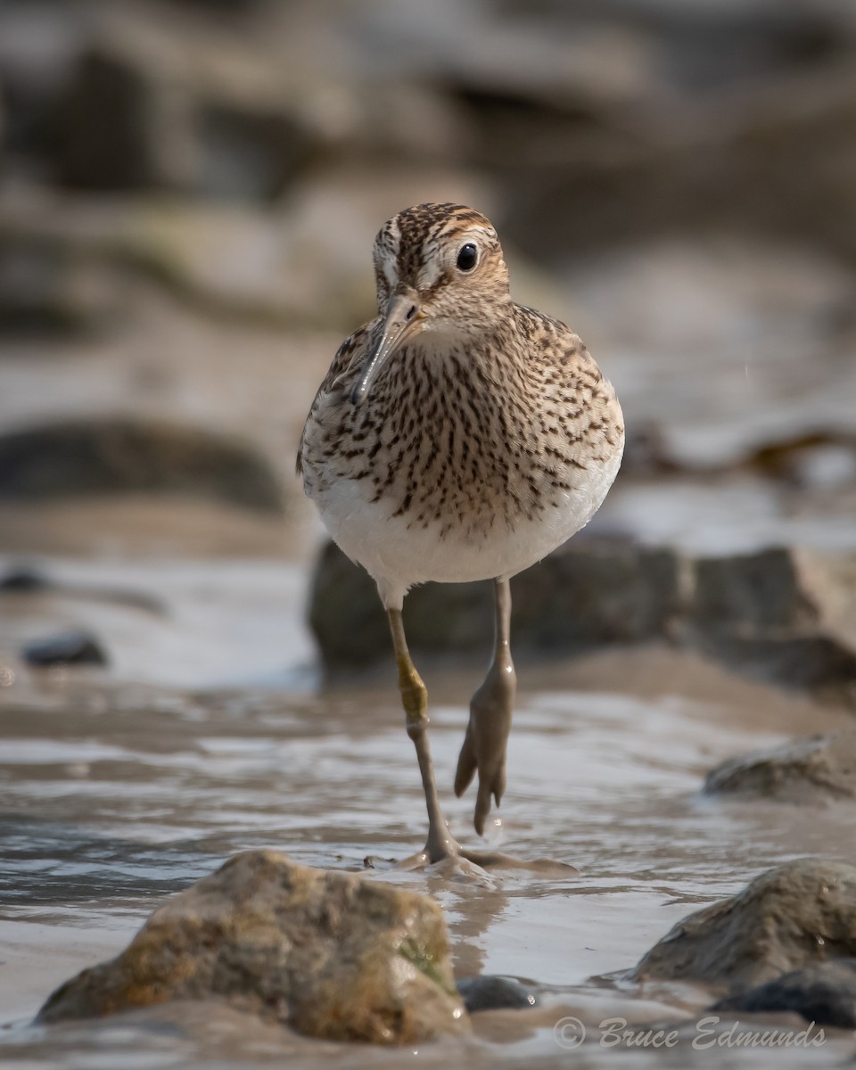 Pectoral Sandpiper - ML624435354