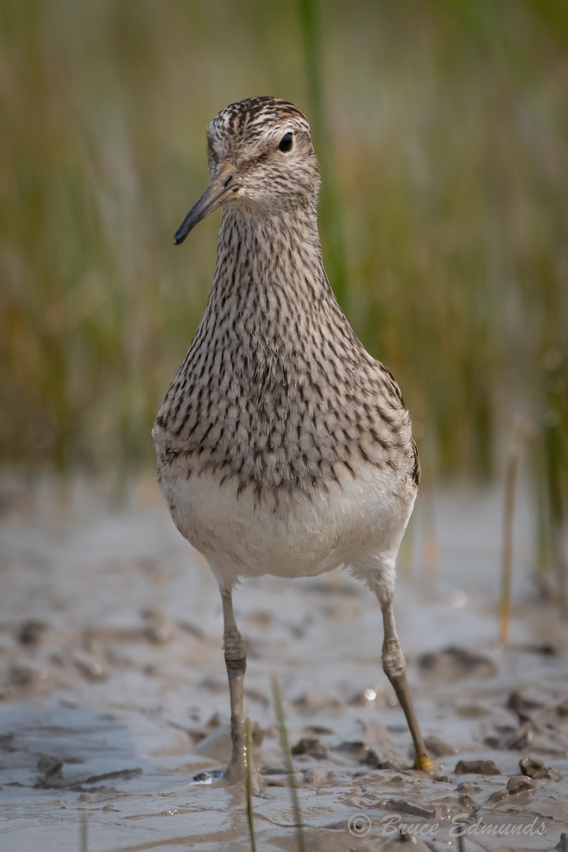Pectoral Sandpiper - ML624435355
