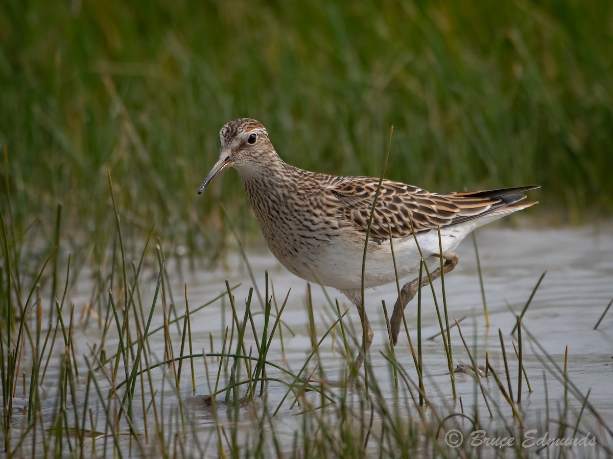 Pectoral Sandpiper - ML624435356