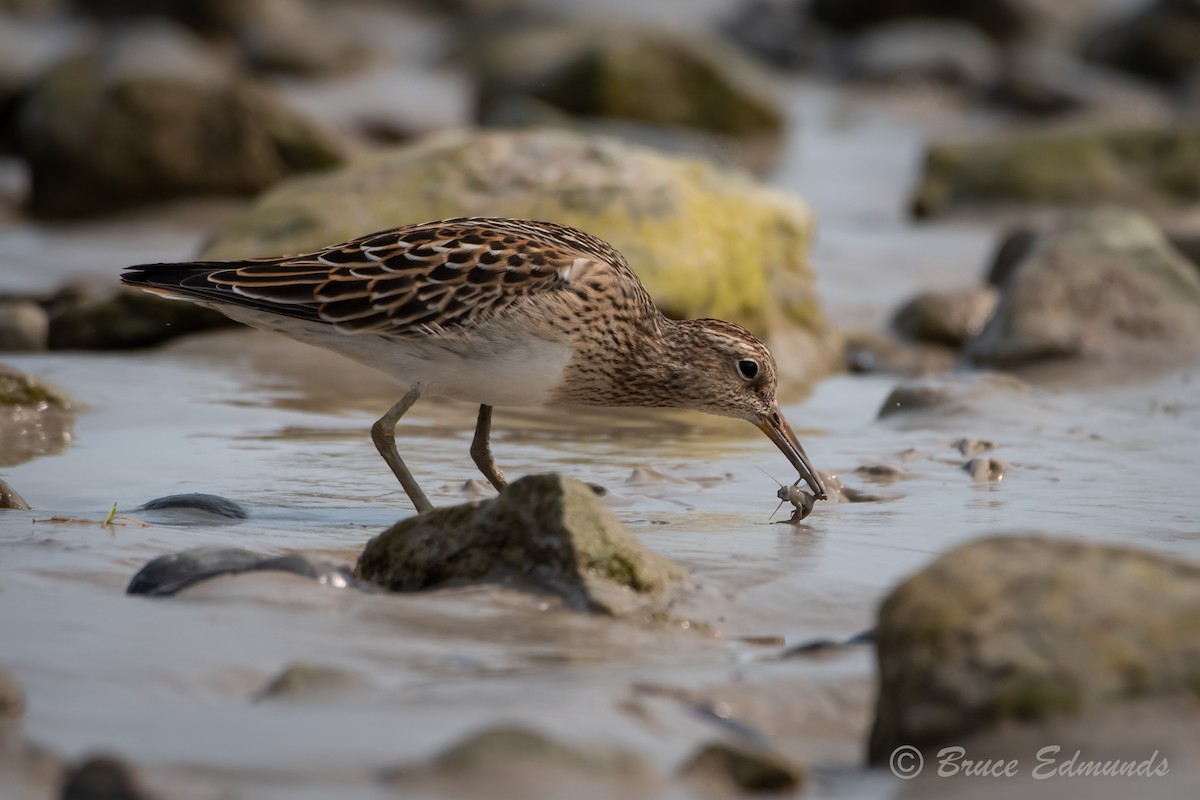Pectoral Sandpiper - ML624435357