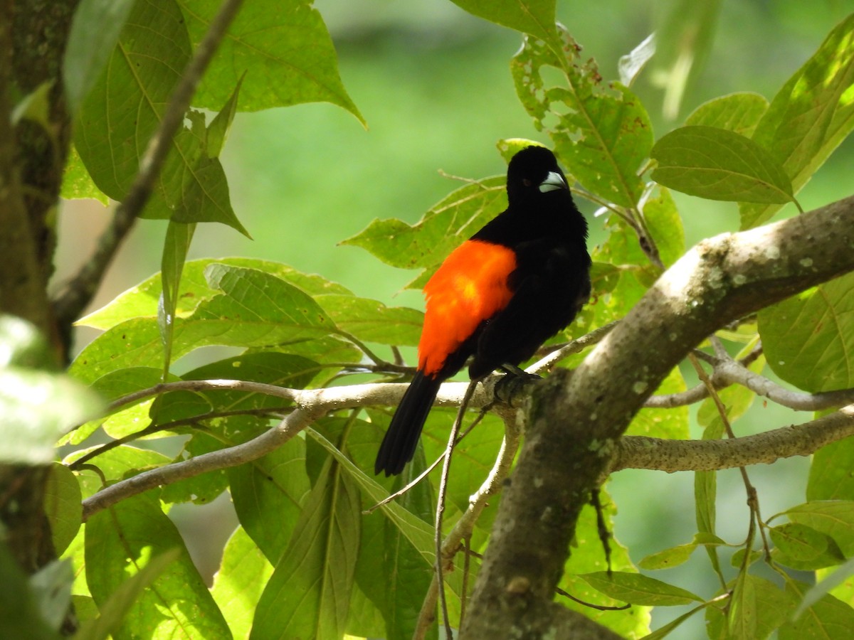 Flame-rumped Tanager (Flame-rumped) - Santiago Cañaveral Suarez