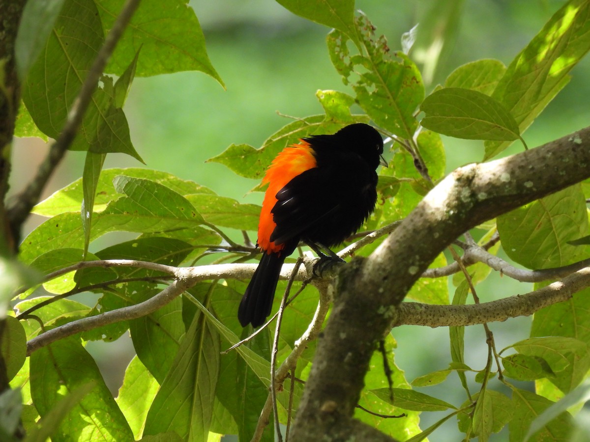 Tangara flamboyant (flammigerus) - ML624435364