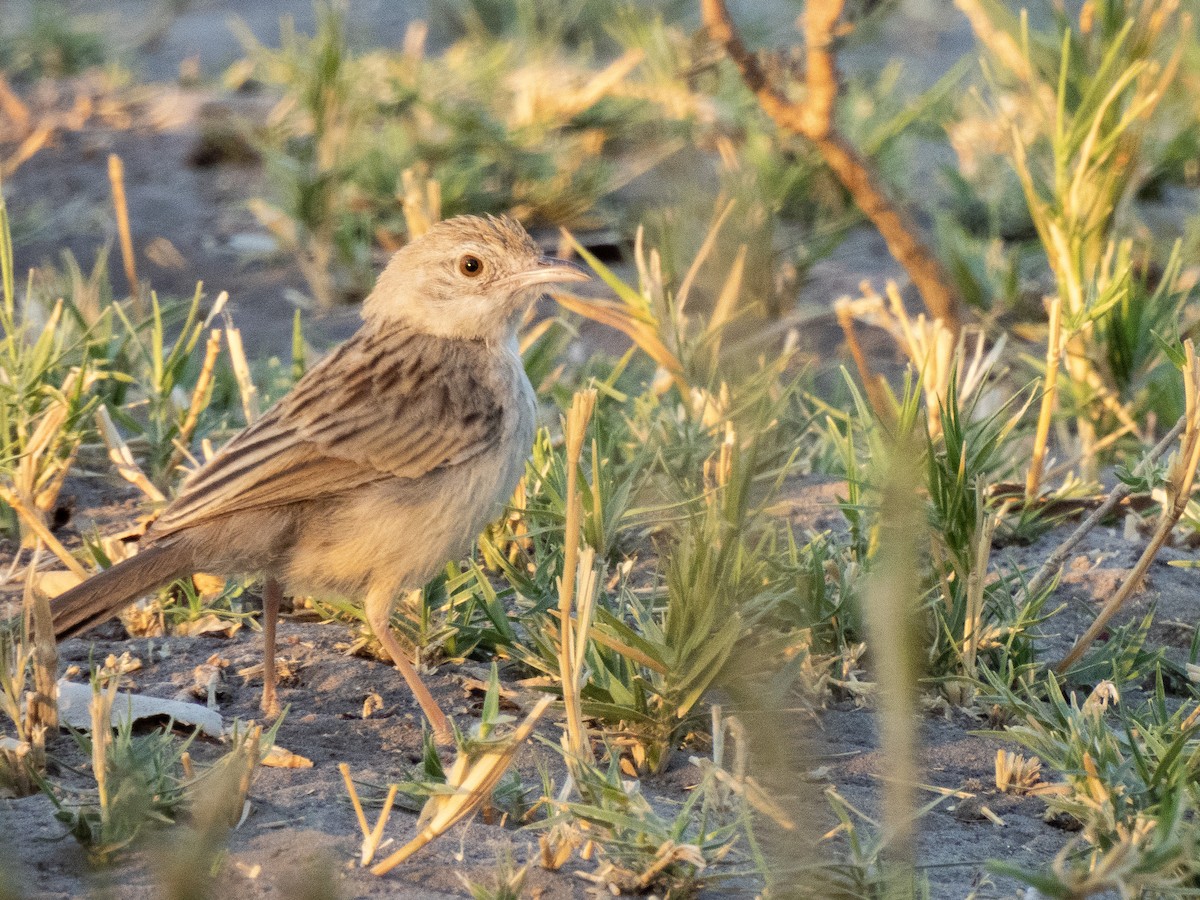 Desert Cisticola - ML624435365