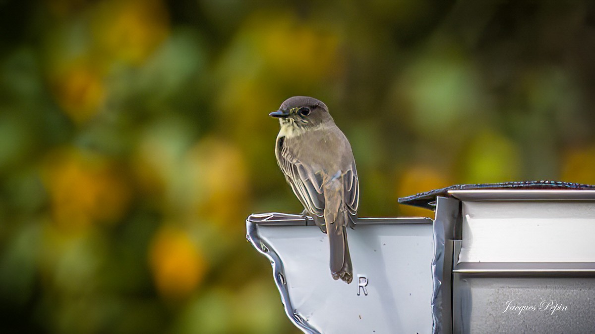 Eastern Phoebe - ML624435375