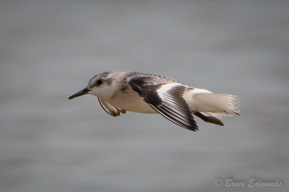 Sanderling - ML624435389