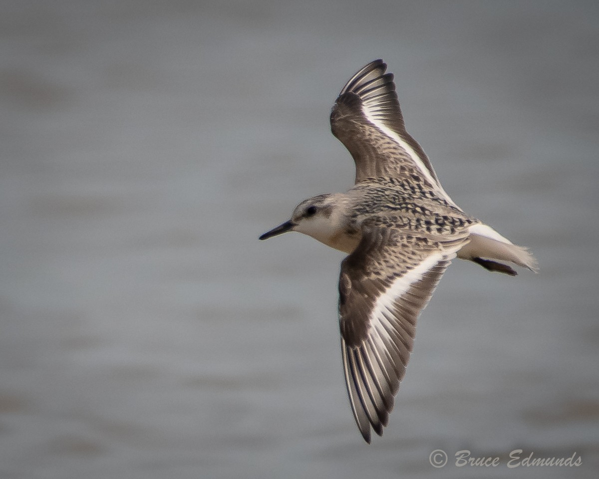 Sanderling - ML624435390
