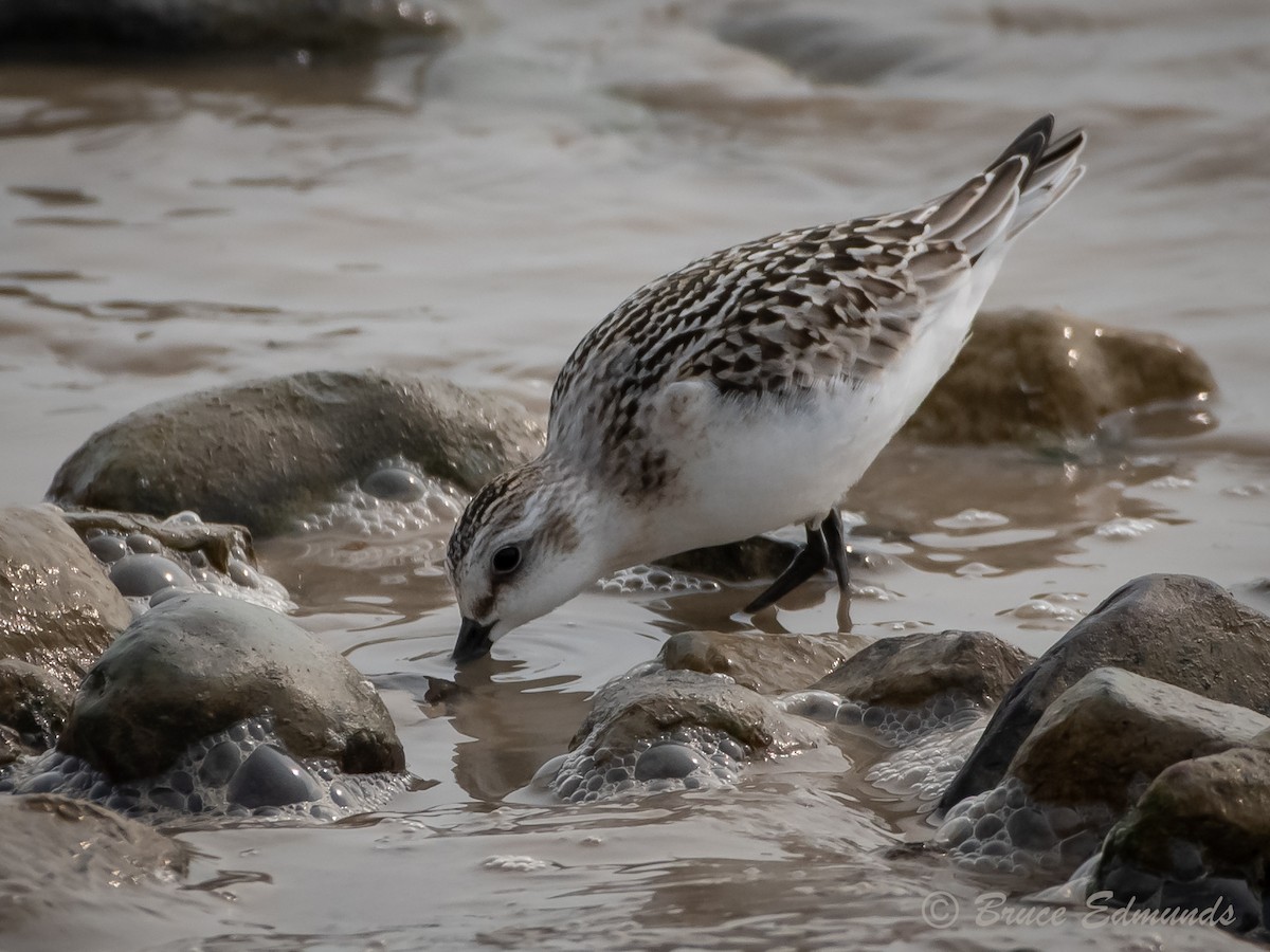 Sanderling - ML624435391