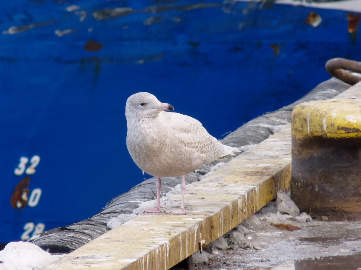 Glaucous Gull - ML624435479