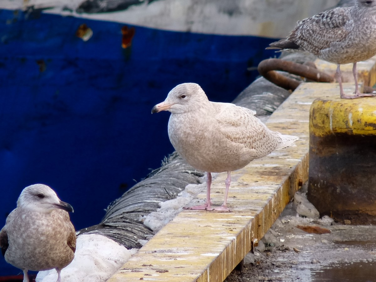 Glaucous Gull - ML624435480