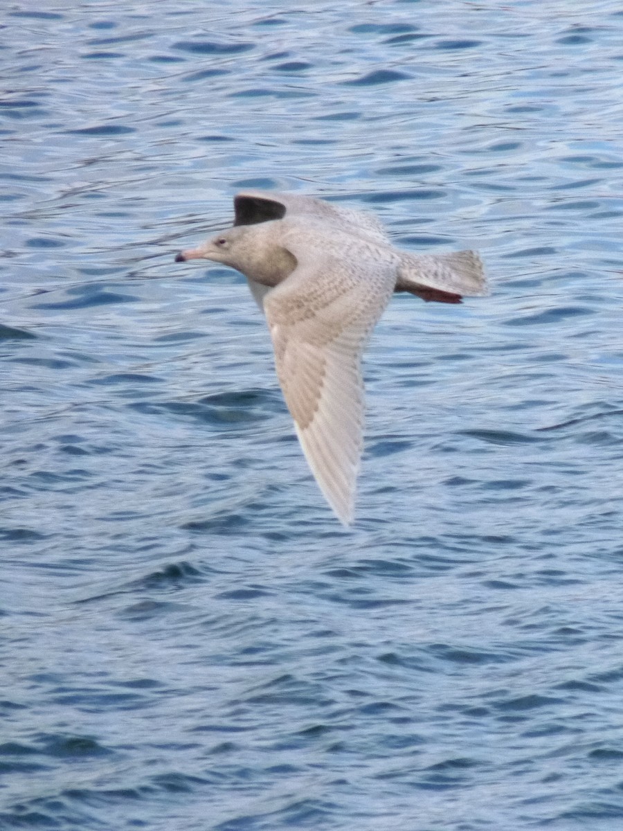 Glaucous Gull - ML624435487