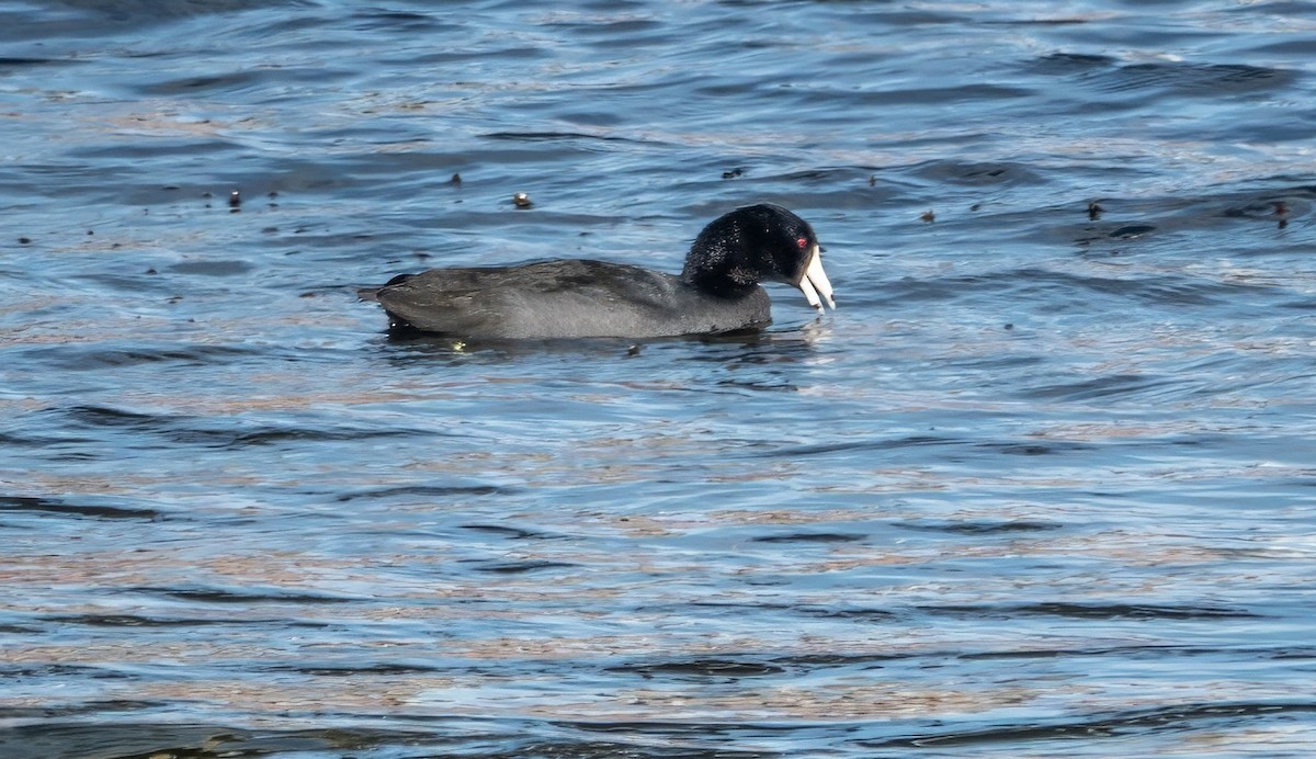 American Coot - ML624435493