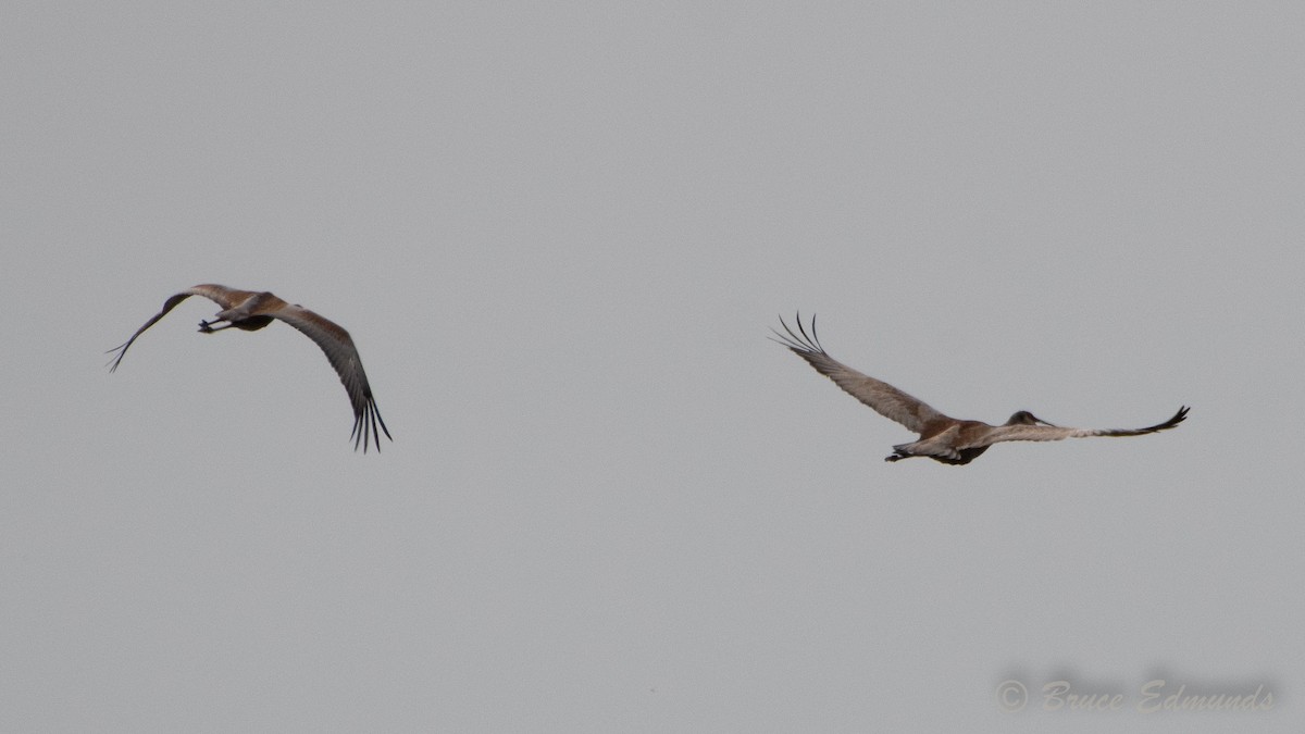 Sandhill Crane - ML624435495
