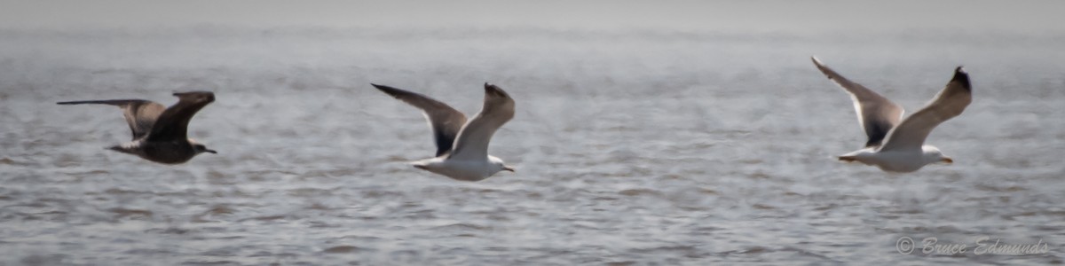 Lesser Black-backed Gull - ML624435522