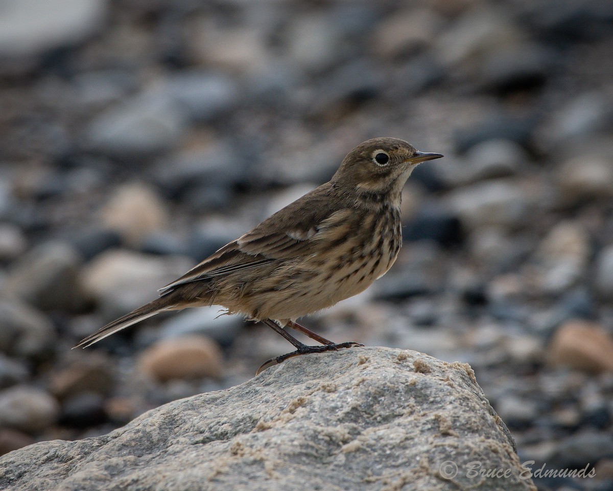 American Pipit - ML624435557