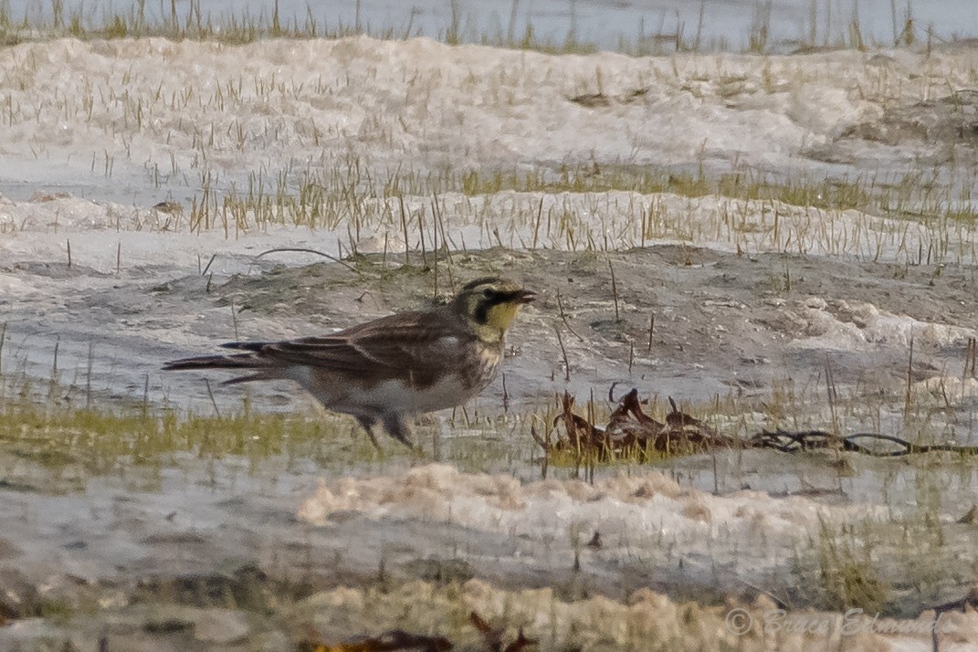Horned Lark - ML624435571