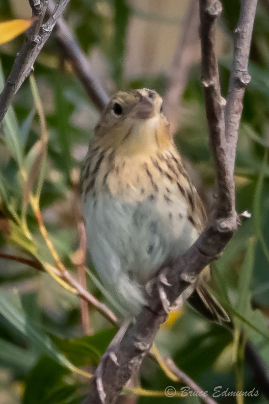 LeConte's Sparrow - ML624435597