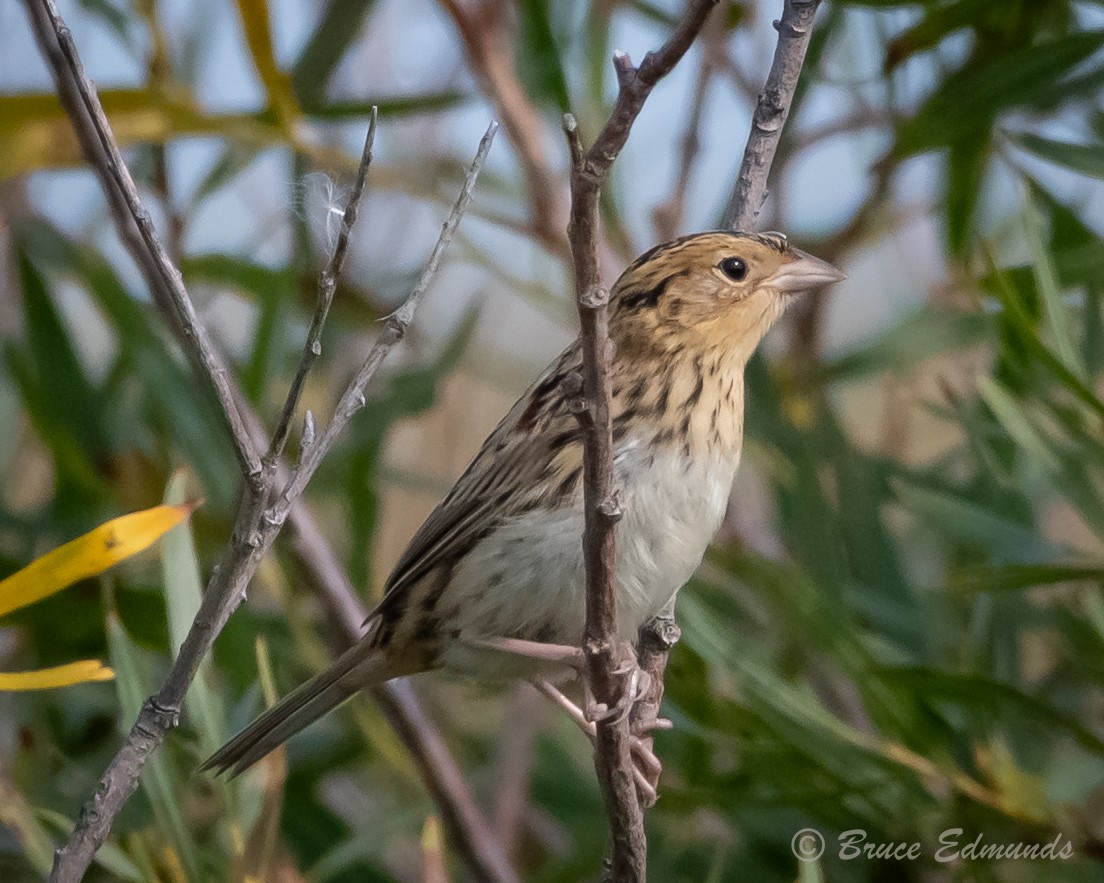 LeConte's Sparrow - ML624435598