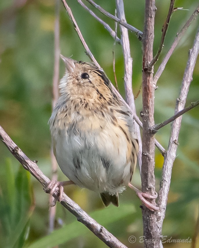 LeConte's Sparrow - ML624435599
