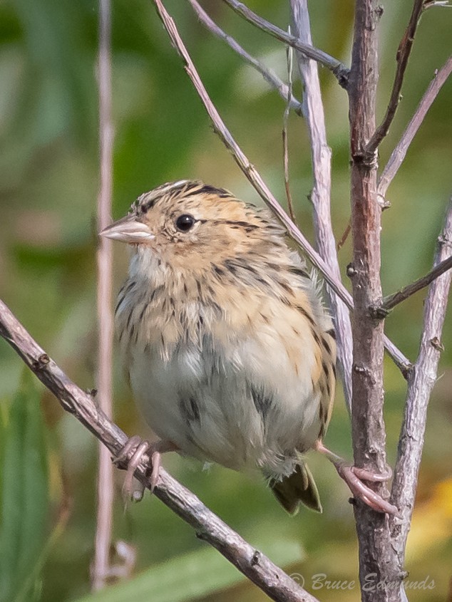 LeConte's Sparrow - ML624435600