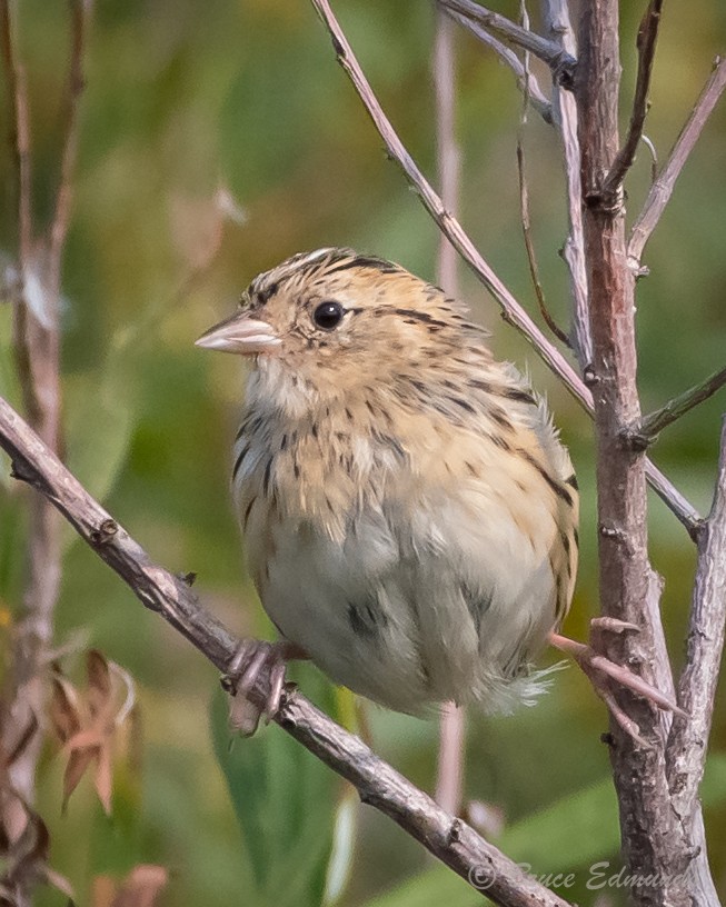 LeConte's Sparrow - ML624435601