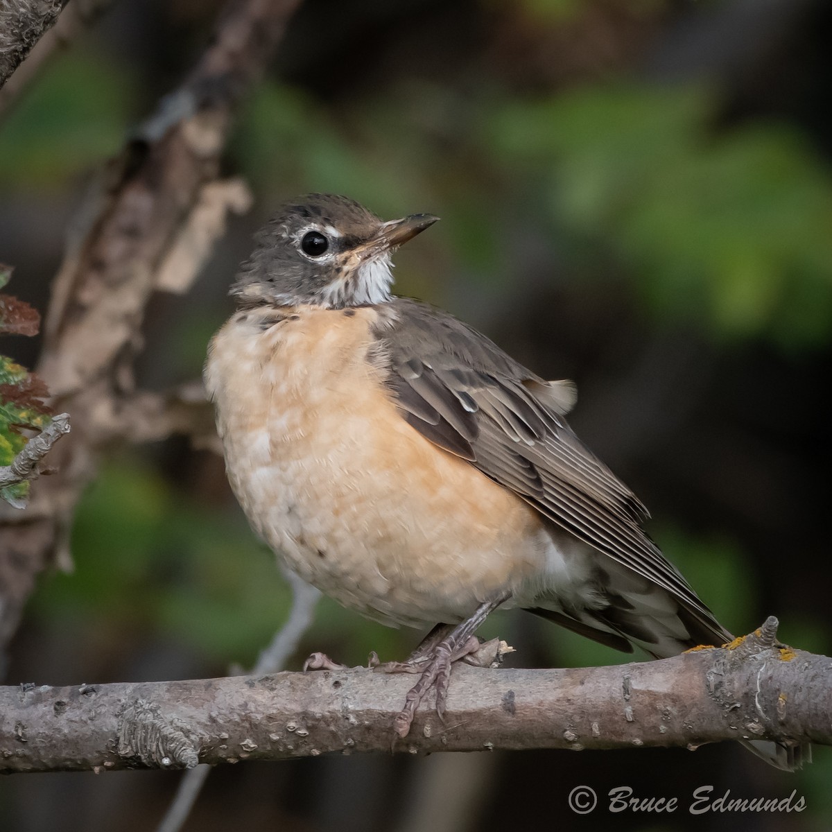 American Robin - ML624435634