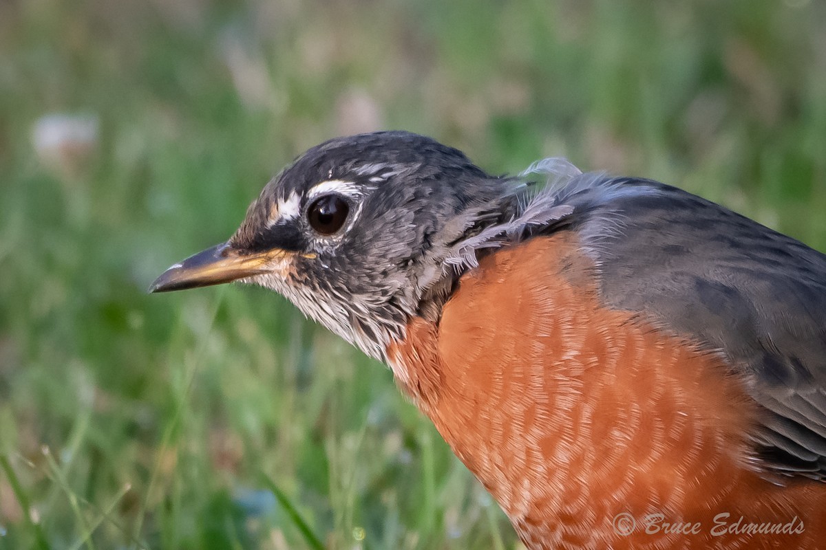 American Robin - ML624435635