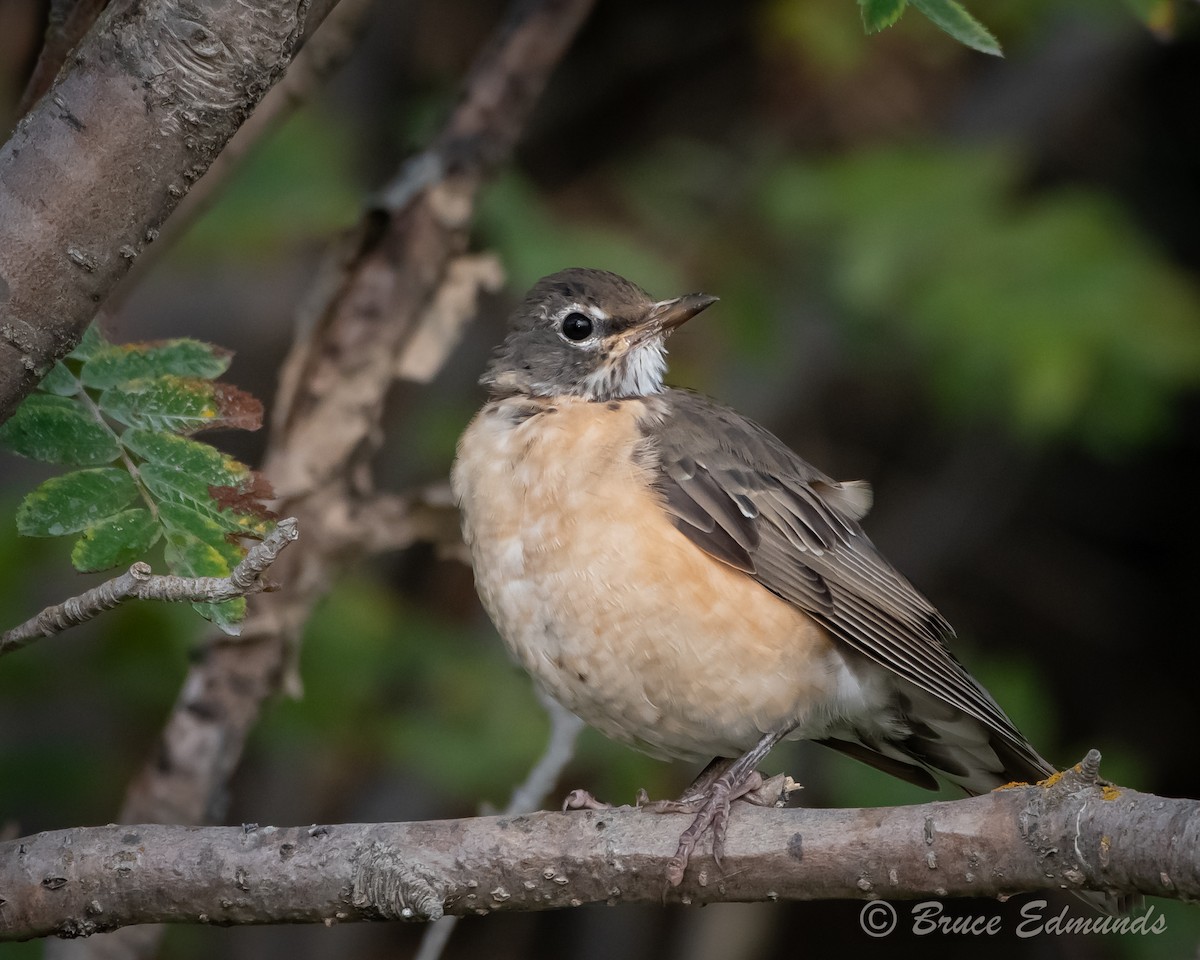 American Robin - ML624435636