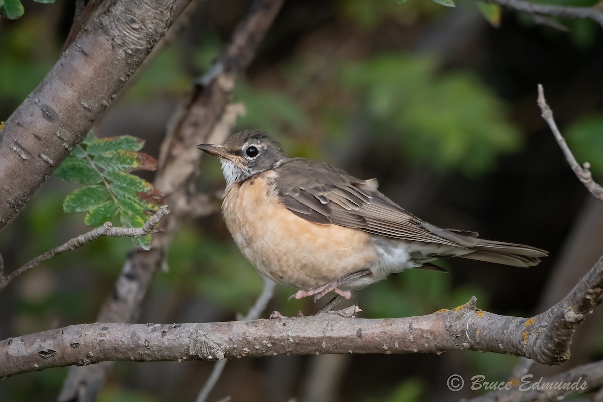 American Robin - ML624435637