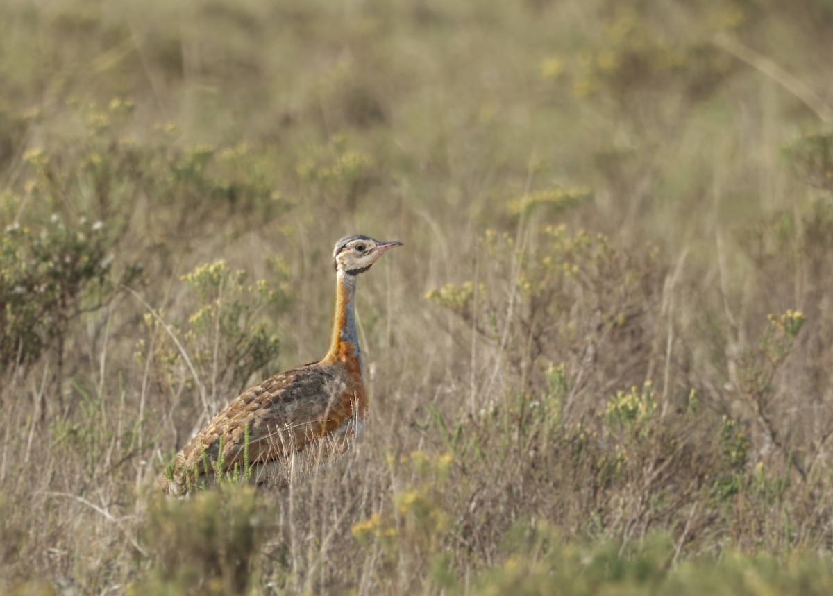 White-bellied Bustard - ML624435641