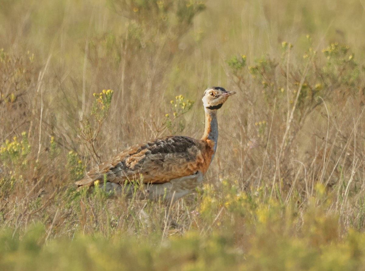 White-bellied Bustard - ML624435644