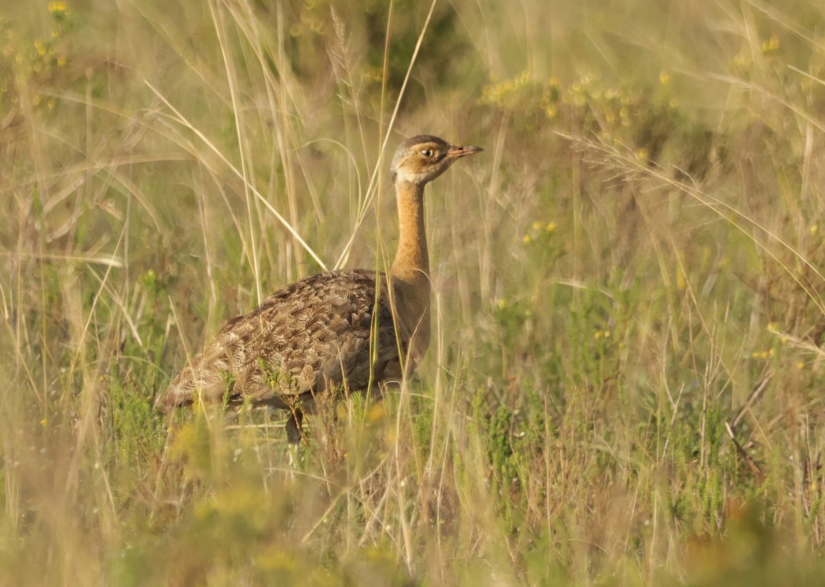 White-bellied Bustard - ML624435645