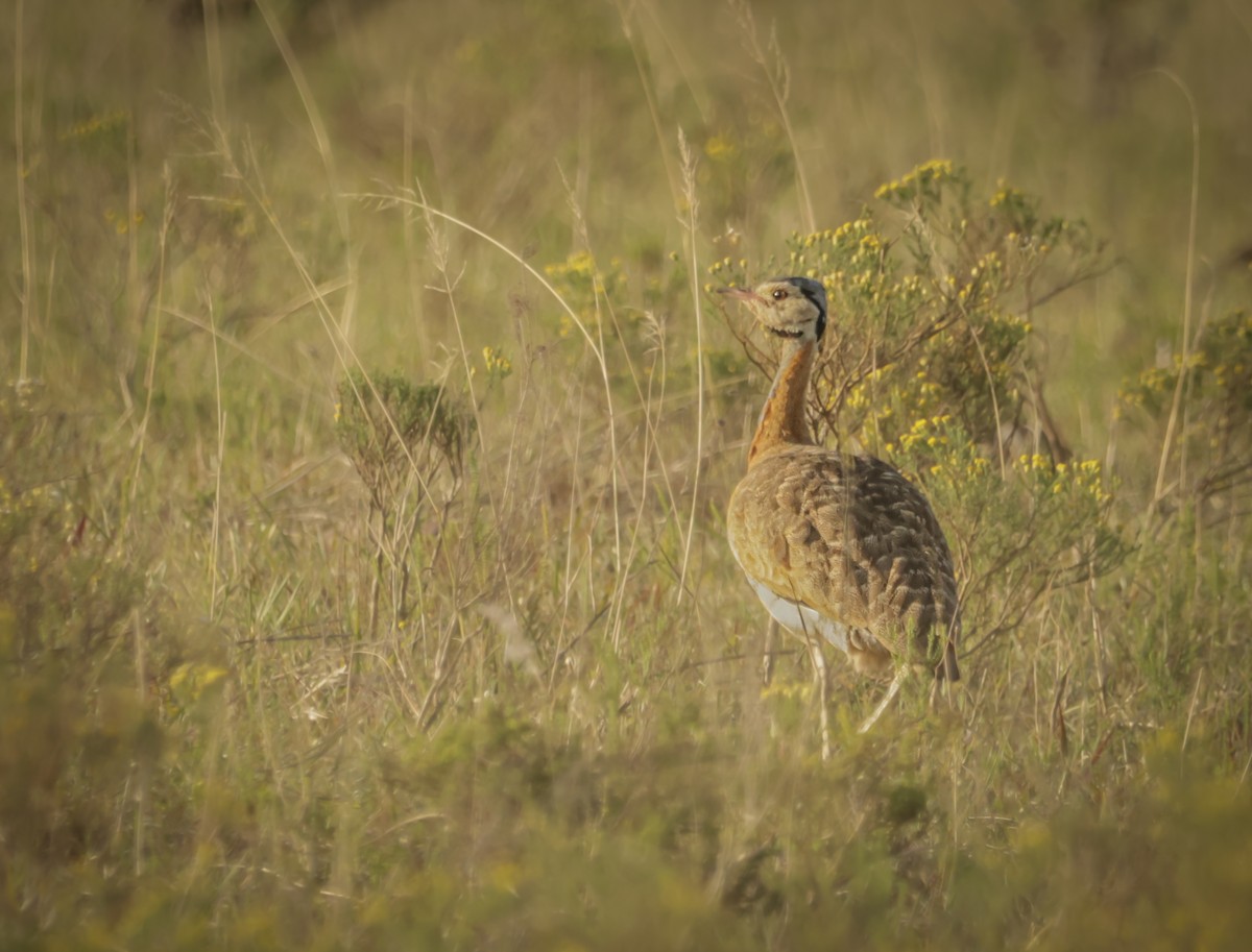 White-bellied Bustard - ML624435646