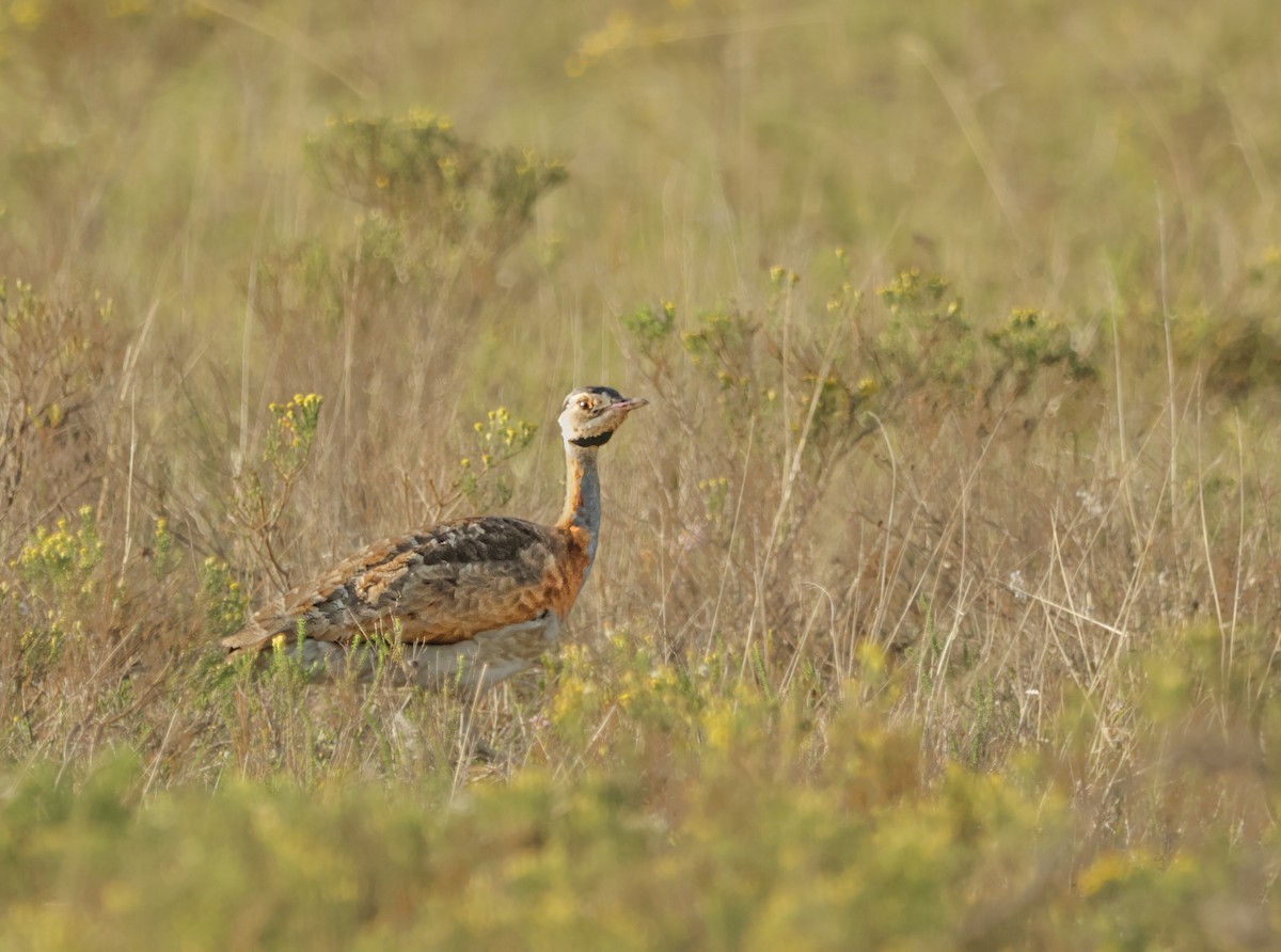 White-bellied Bustard - ML624435647