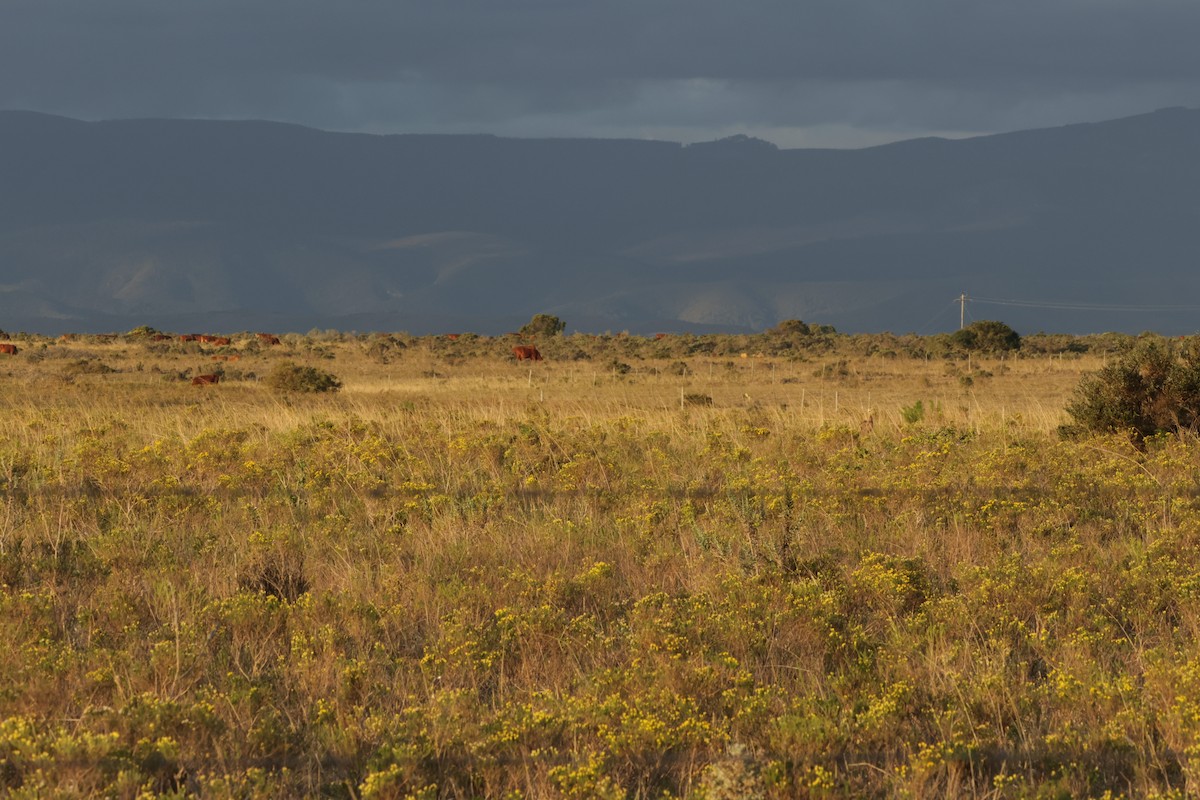 White-bellied Bustard - ML624435648