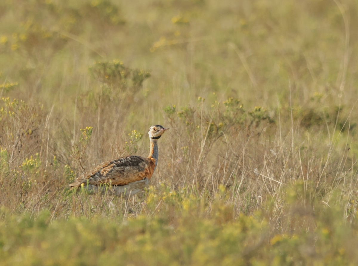 White-bellied Bustard - ML624435651