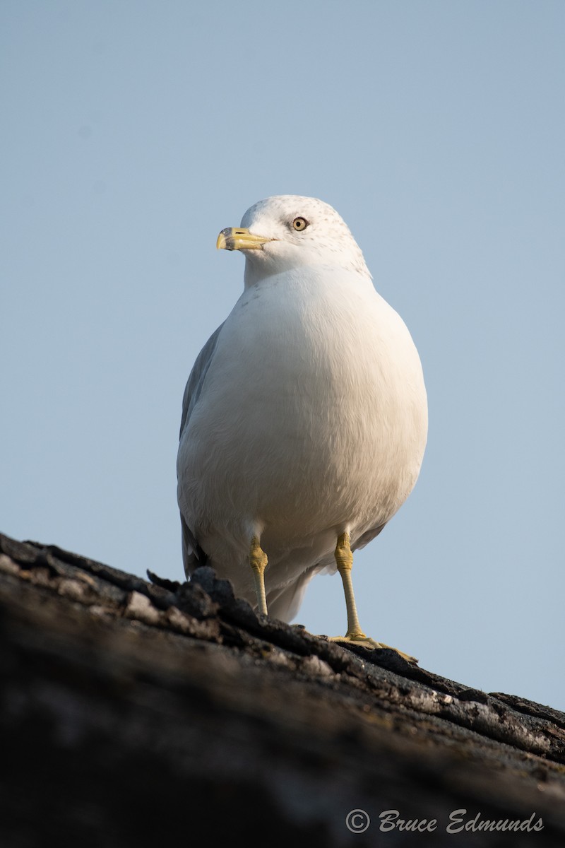 Ring-billed Gull - ML624435688