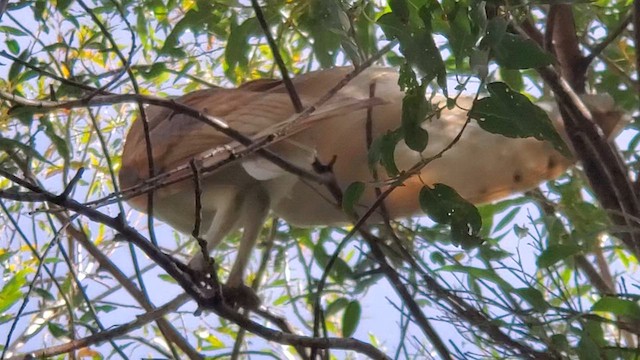 Barn Owl (American) - ML624435741