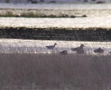 Spotted Redshank - ML624435761