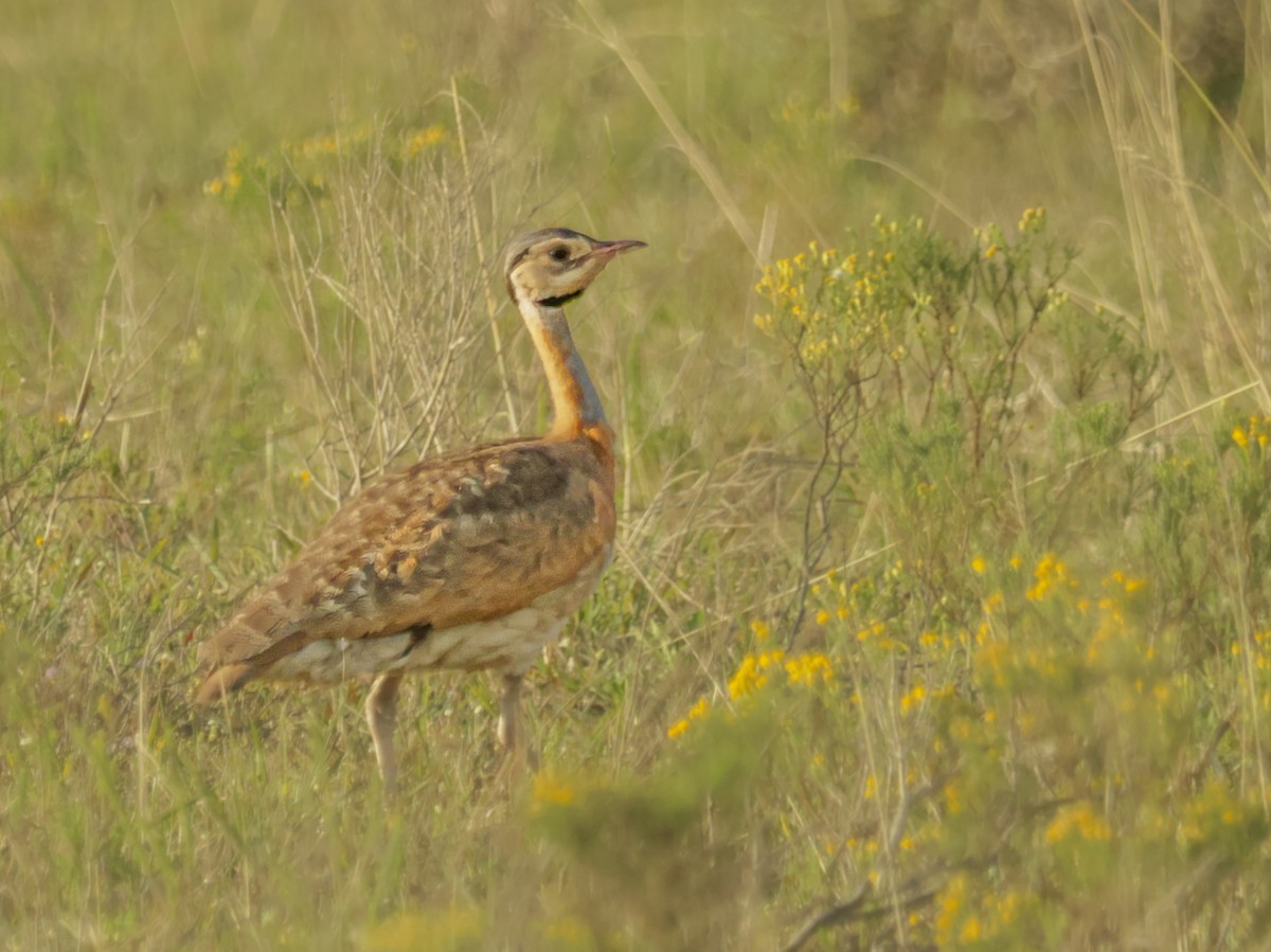 White-bellied Bustard - ML624435821