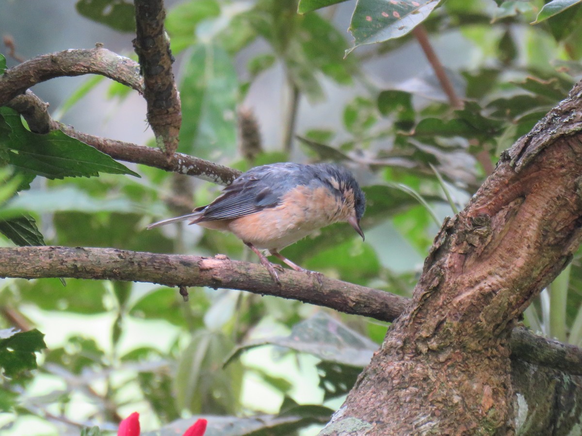 Rusty Flowerpiercer - ML624435865