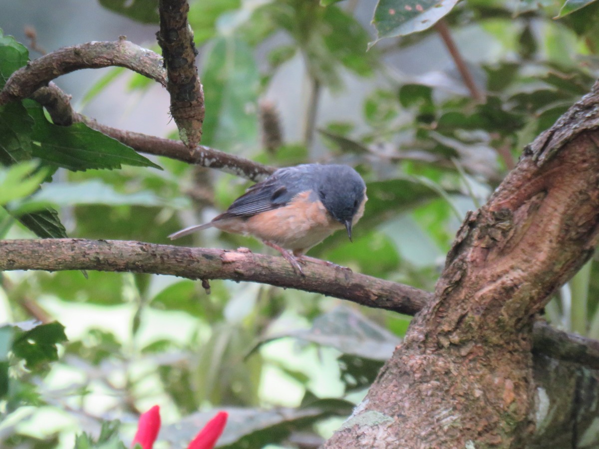 Rusty Flowerpiercer - ML624435866