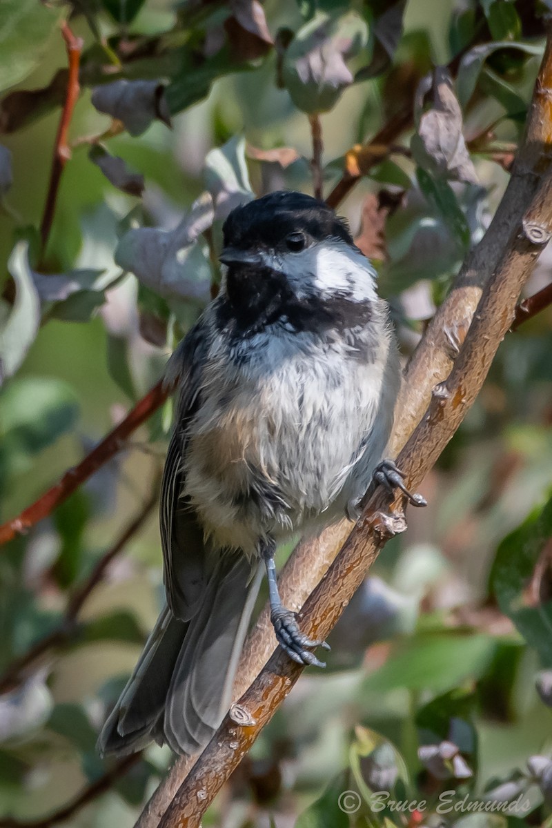 Black-capped Chickadee - ML624435895