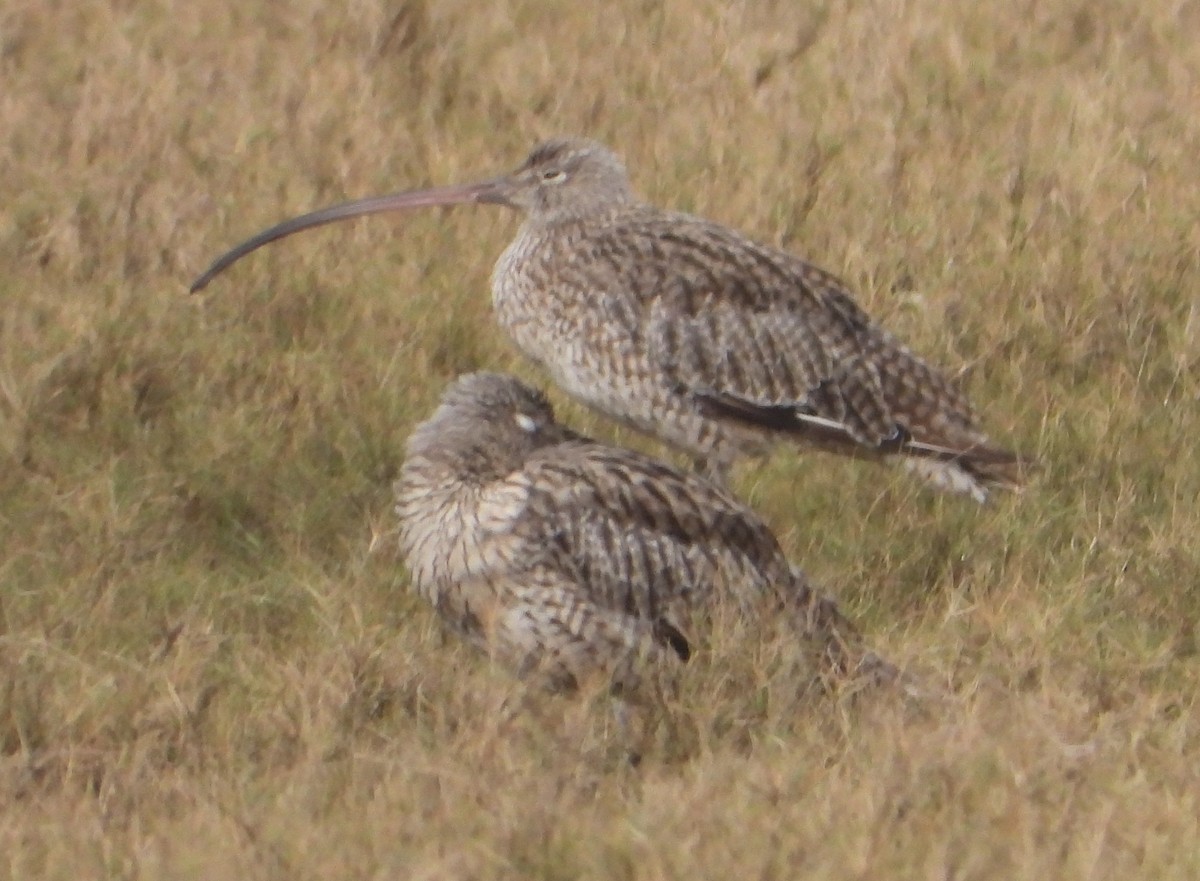 Far Eastern Curlew - Rodney Macready