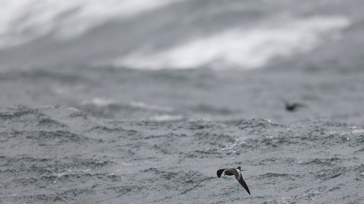 Leach's Storm-Petrel - ML624435998