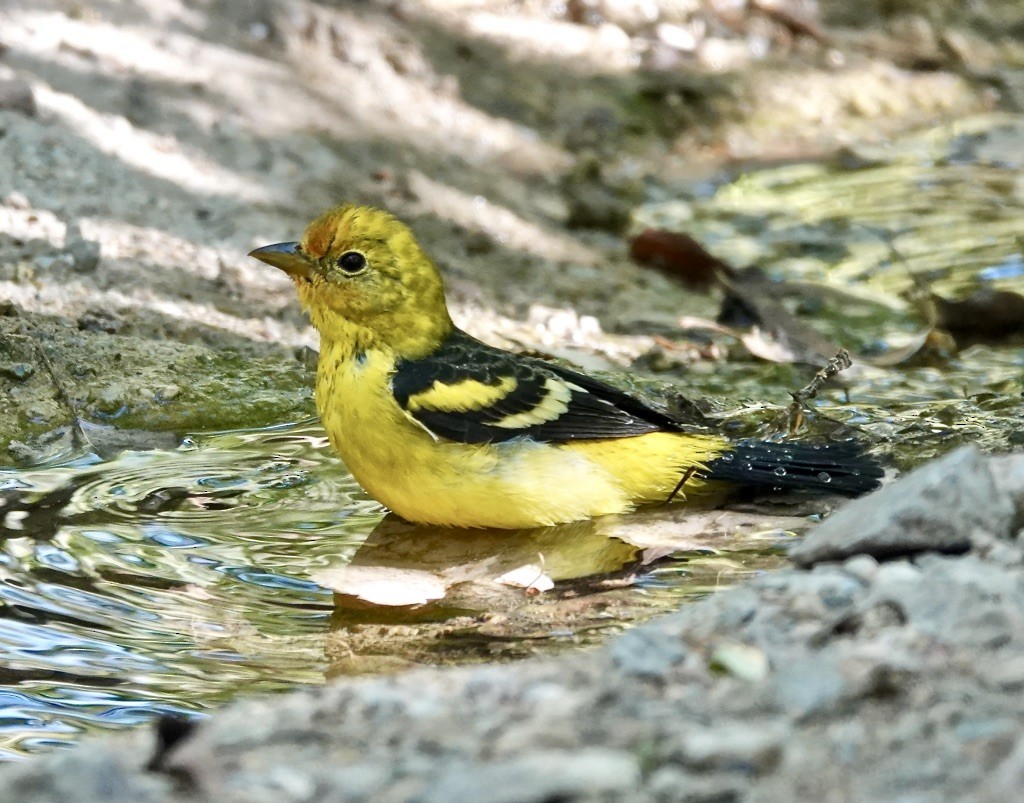 Western Tanager - ML624435999